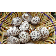 Dried White Flower Shiitake Mushroom Agricultural Products